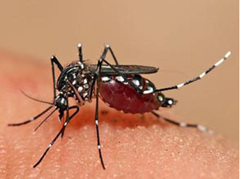 Tuyên truyền phòng chống dịch bệnh sốt xuất huyết